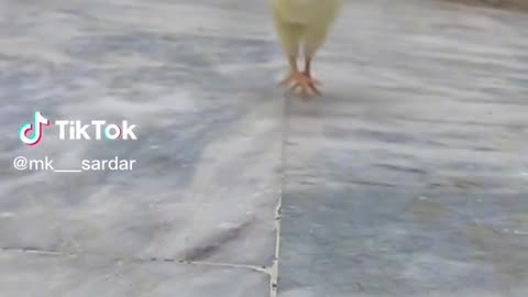 TikTok Animal Fun, Funny Videos