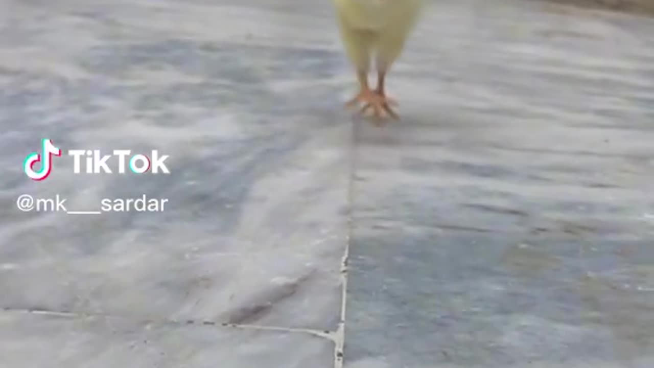 TikTok Animal Fun, Funny Videos