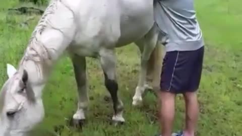 Unexpected horse behavior