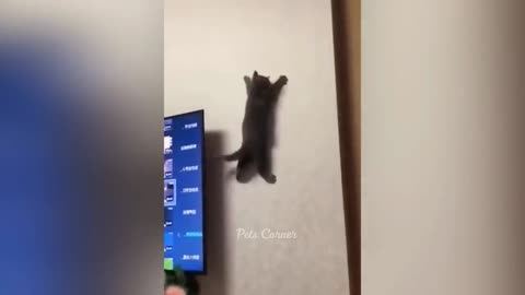 suddenly cat got the power of spiderman😱😱 / cat funny video