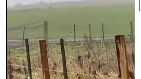 doG tending to it’s sheep