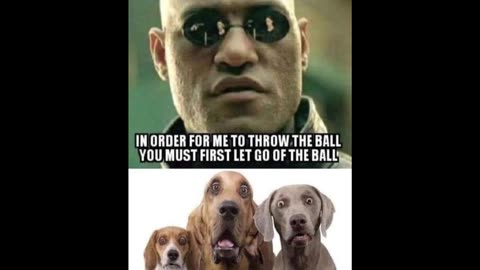 Random Memes 333