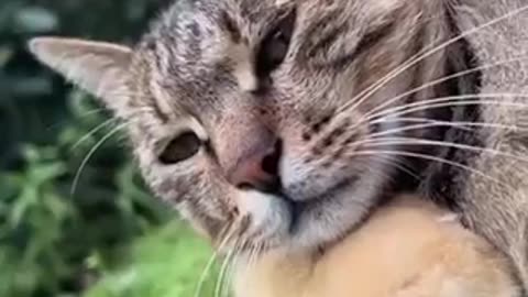 Amazing cat 🐈 trending video