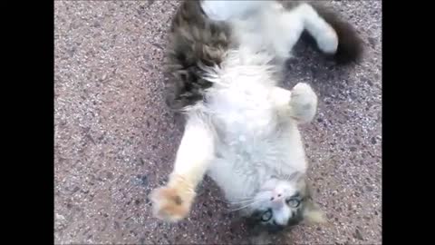 Cat doing somersault