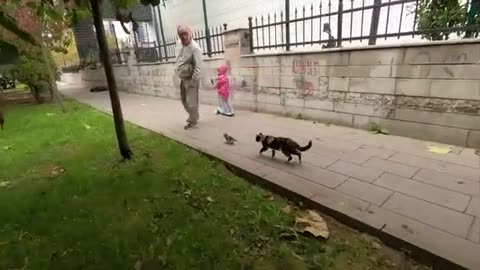 Mother Cat & Kid Walking on Road