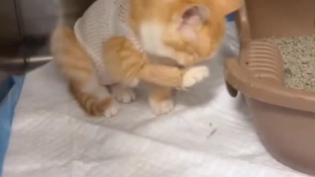 Is your kitten as cute as mine?