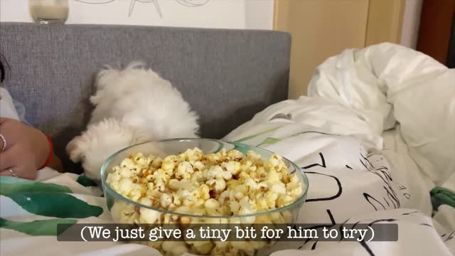 CUTE MALTESE DOG WANTS PUPCORN SO BAD