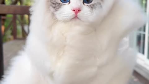 Peerless beauty among cats