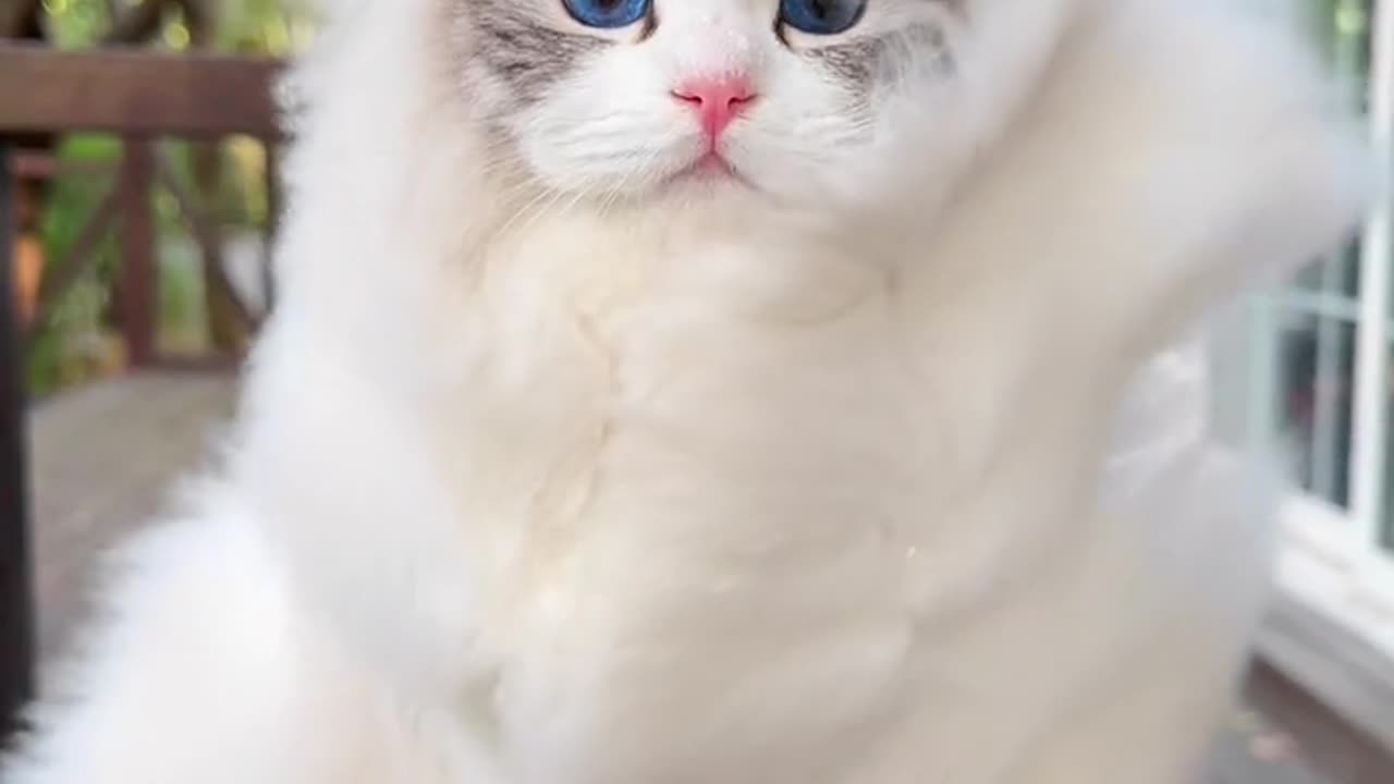 Peerless beauty among cats