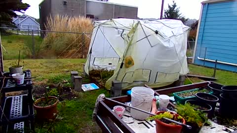 The end of my greenhouse 11/30/22: