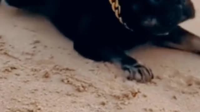 funny dog