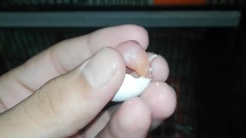 Parrot egg hatch on my hand