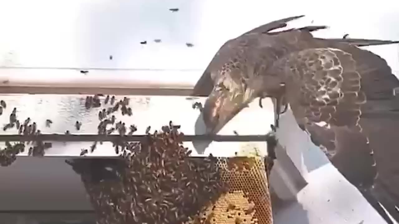 BIRD TAKING BUGS!