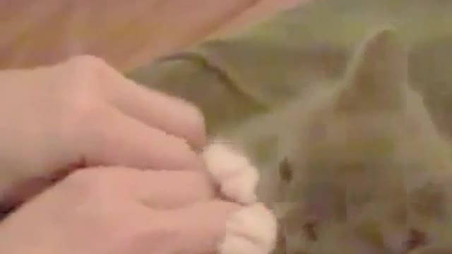 Small kitten getting tickled