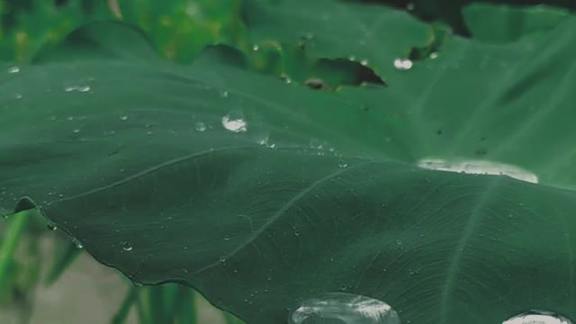 Sons Relaxante de Chuva para alcalmar e dormir