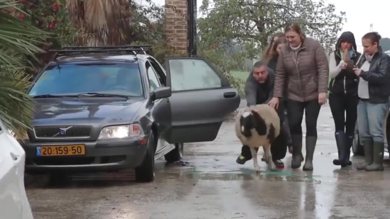Cubs Reunited With Their Parents After Years!