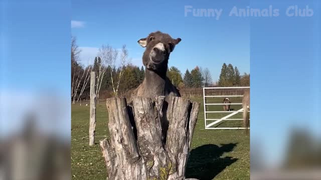 funny animals