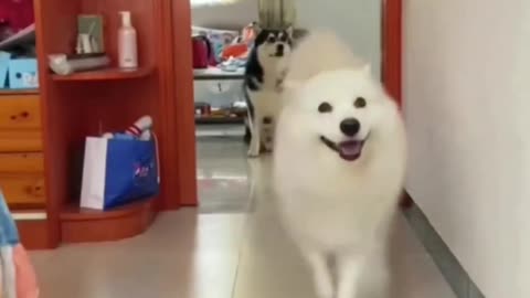 Funny Dog