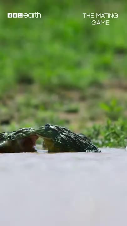 Absolute froggy carnage 🐸