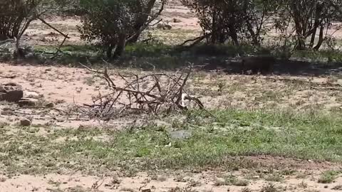 Eagle vs Warthog, Monkey, Eagles Too Dangerous Catch Baby Warthog, Daring Baboon Herd Rescue Fails