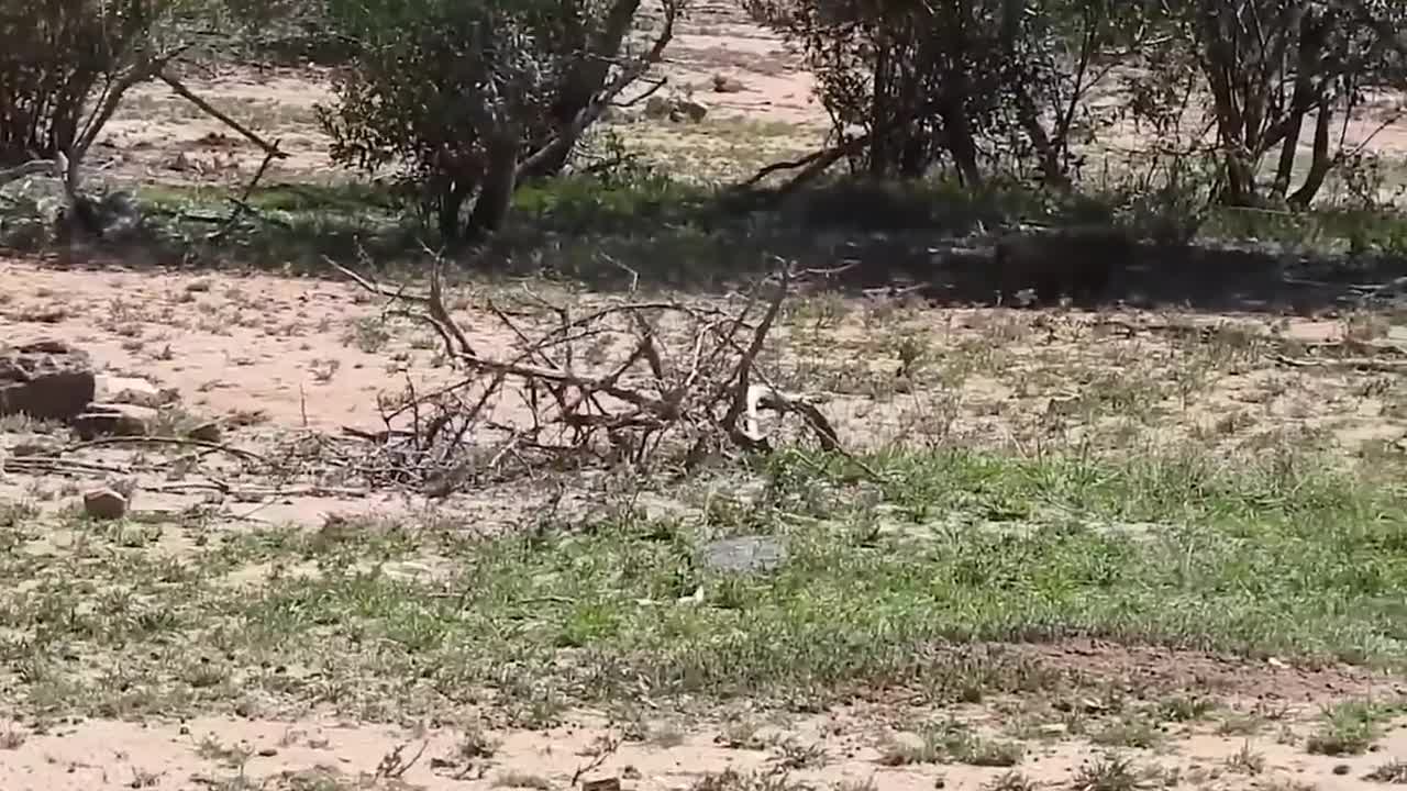 Eagle vs Warthog, Monkey, Eagles Too Dangerous Catch Baby Warthog, Daring Baboon Herd Rescue Fails