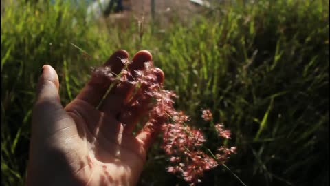 Beautiful flowers