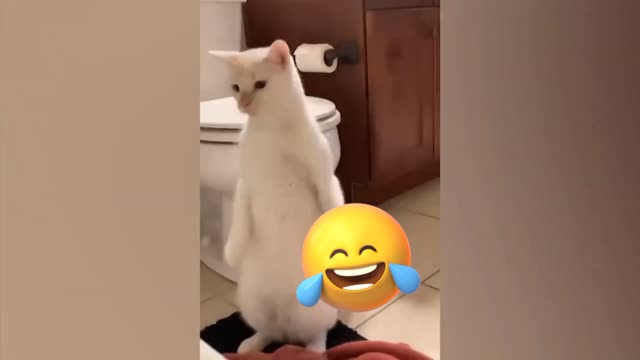 Moment with cats surprise #3