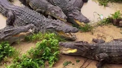 The valley of crocodiles