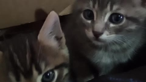 Cat🐱🐱 chat cat