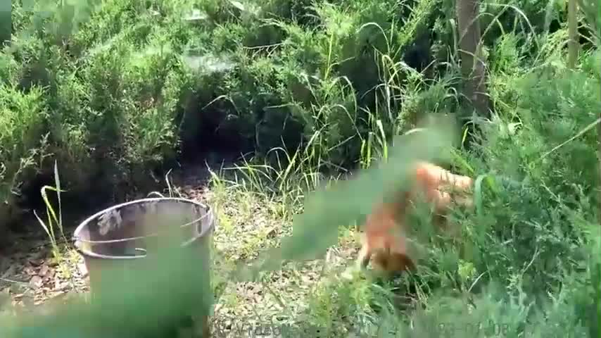 Mom cat carries loudly meowing kittens to a new place - compilation