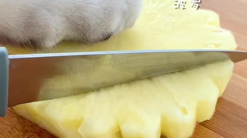 Chef Cat Cooking: Yummy Drinks Compilation! | 5 Easy Drinks You Can DIY at Home
