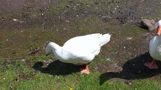 Closer look at missing feathers on Ladybell