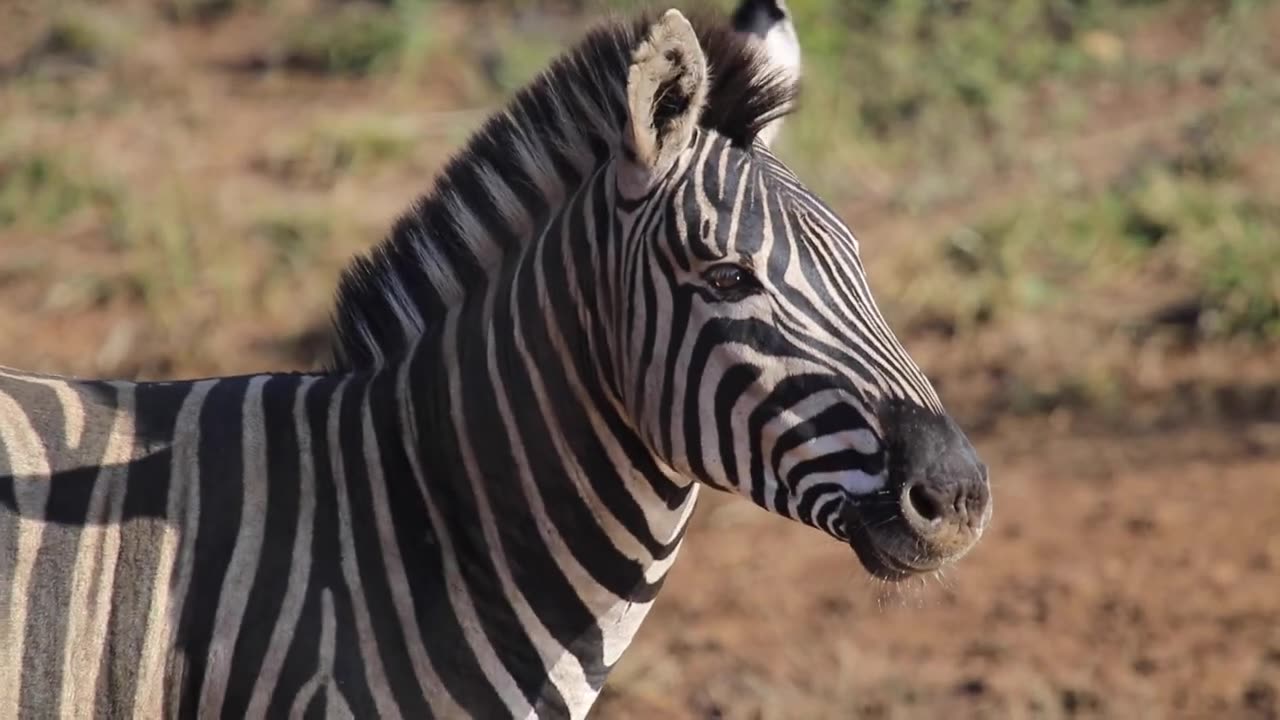 Zebra Close Up Animal Videos #Seen #Now