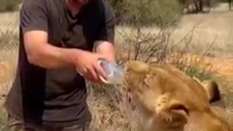 Lion drink water