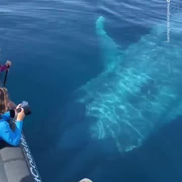 Whale Watchers Encounter 100-Ft-Long Blue Whale