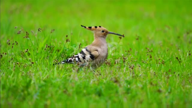 Feeding moment eurasian hoopoe bird, whose Latin name is Upupa epops, among green meadows.