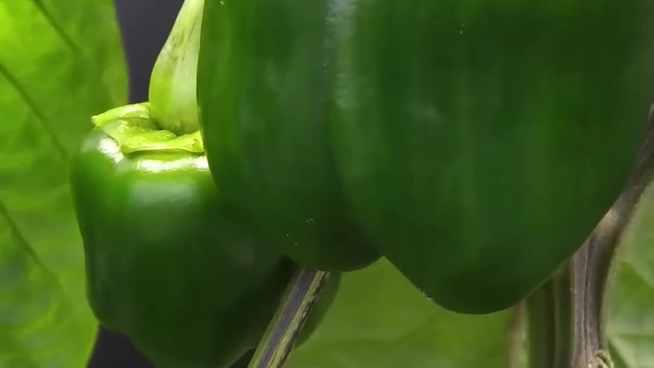 115 Days in 41 Seconds - Red Bell Pepper