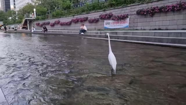 Egrets, the owner of Cheonggyecheon Stream