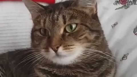 Cat Can't Handle Flower