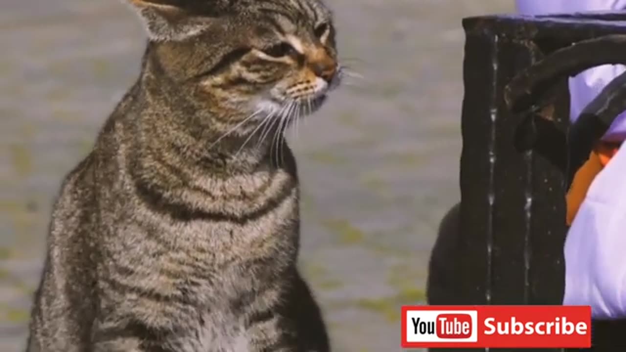 Funny animals video cat and dog 🐕