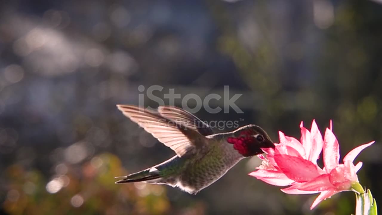 Hummingbird