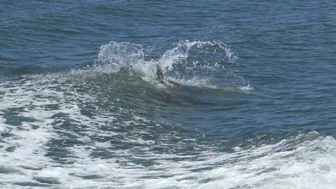 Dolphin at sea