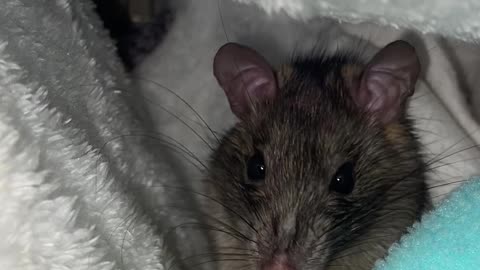 Cranky Rat Isn't Charmed By Noodle Treat