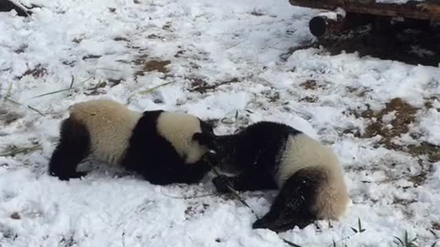 Two little pandas who love to play with snow