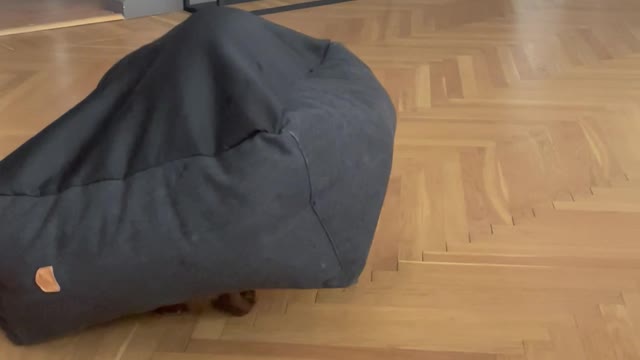 Cocker Spaniel Spins Around Under Flipped Dog Bed