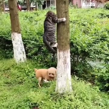 #funny #cat #dog #monkey #video pm😂🤣😂 #funnyscenes #trynottolaugh