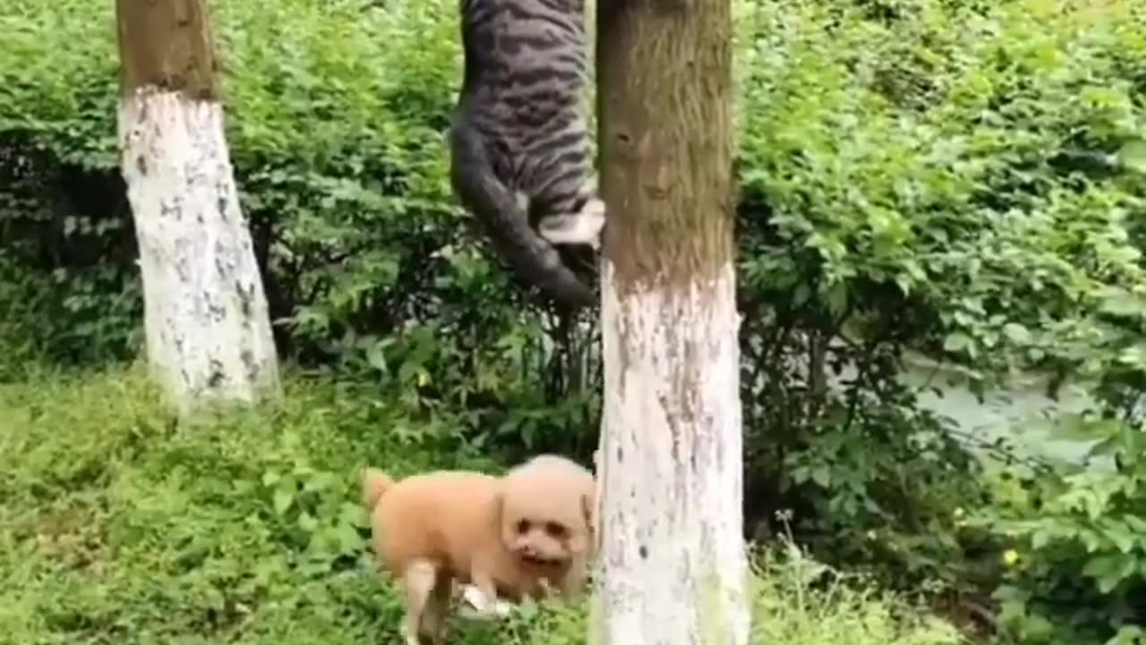 #funny #cat #dog #monkey #video pm😂🤣😂 #funnyscenes #trynottolaugh