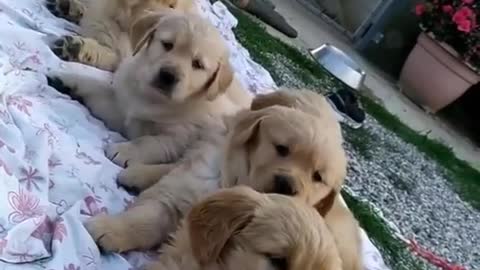 Cute Dogs