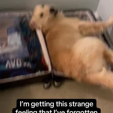 Dog Tries to Fit Himself in a Luggage Case