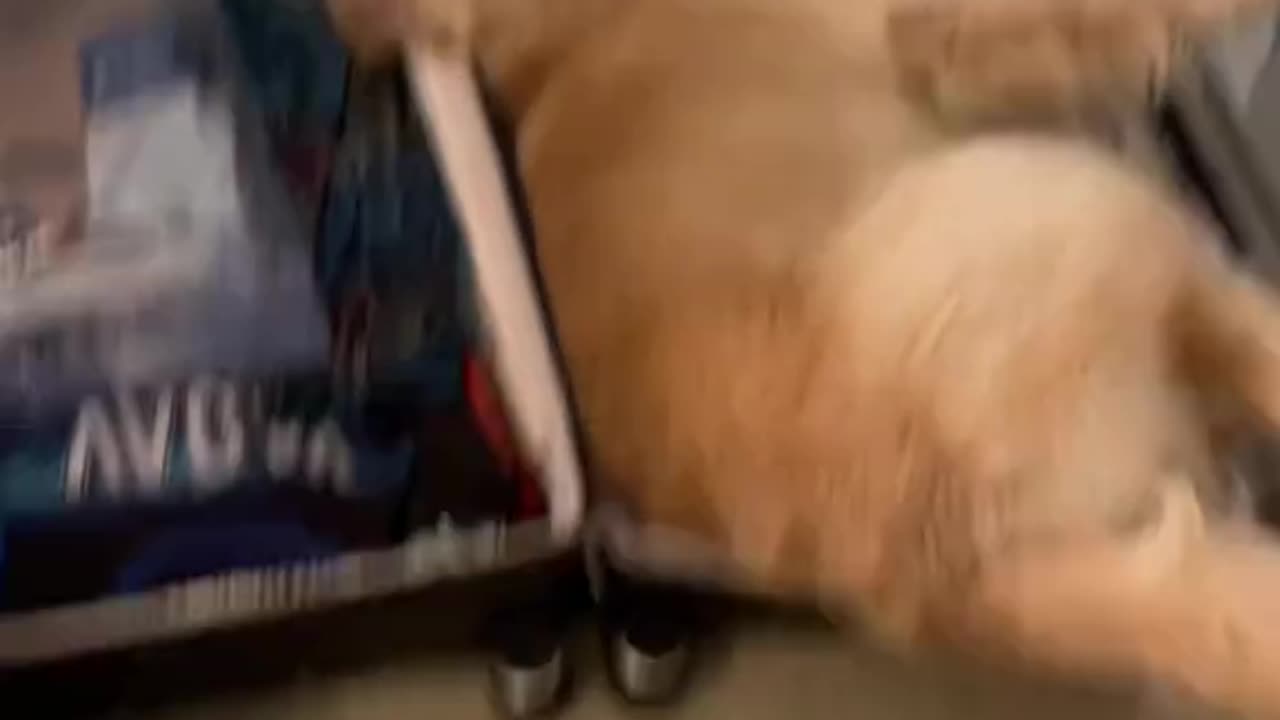 Dog Tries to Fit Himself in a Luggage Case